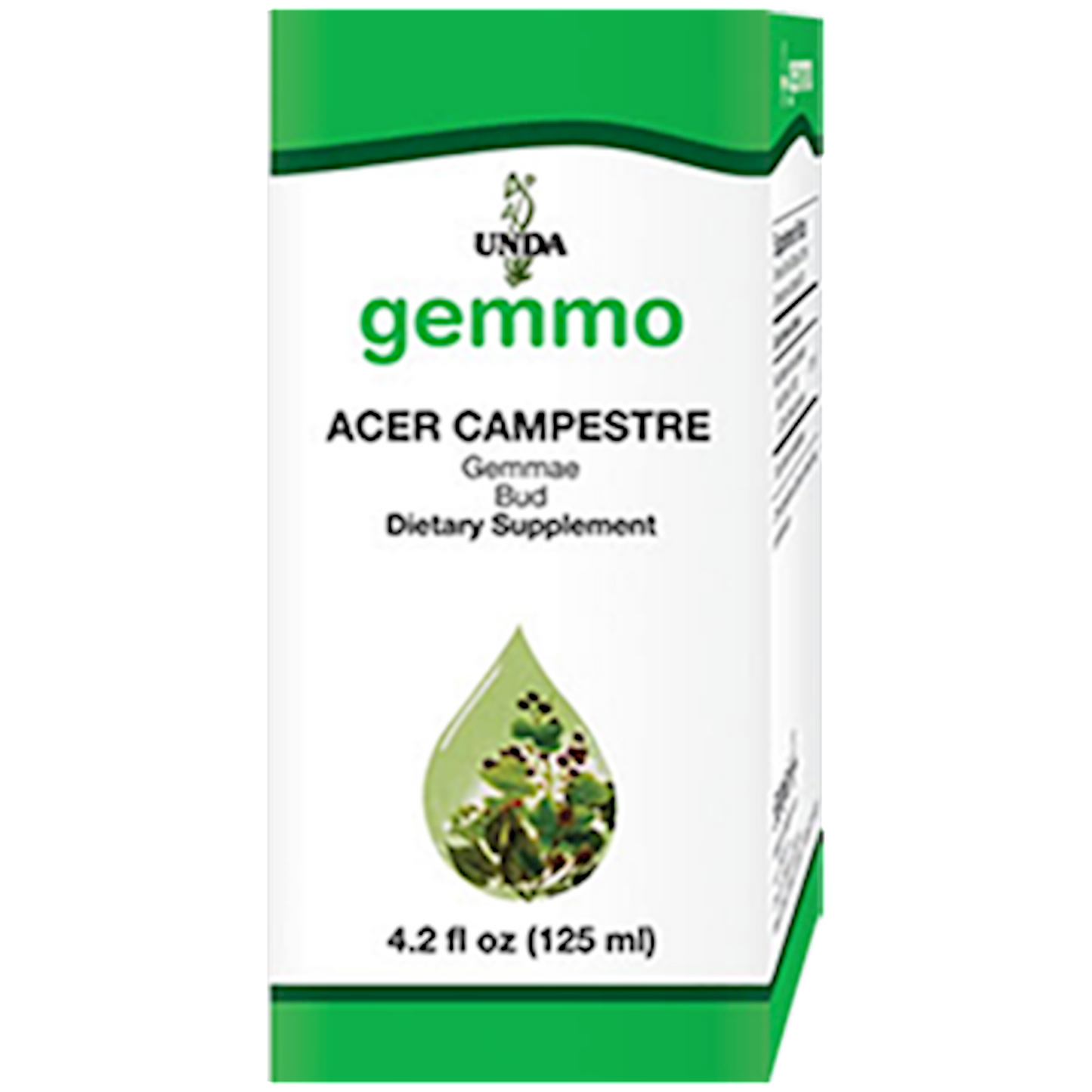 Acer Campestre